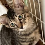 9月20日の八千代店に参加する花ねこ千葉の保護猫13