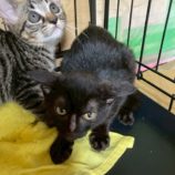 9月20日の八千代店に参加する花ねこ千葉の保護猫14