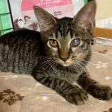 9月20日の八千代店に参加する花ねこ千葉の保護猫15