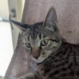 9月20日の八千代店に参加する花ねこ千葉の保護猫17