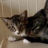 9月20日の八千代店に参加する花ねこ千葉の保護猫18