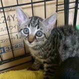 9月20日の八千代店に参加する花ねこ千葉の保護猫19