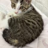 9月20日の八千代店に参加する花ねこ千葉の保護猫21