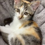 9月20日の八千代店に参加する花ねこ千葉の保護猫22