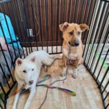 9月7日の吉岡店に参加する命こそ宝の保護犬01