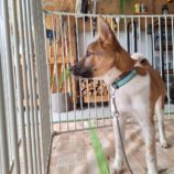 9月7日の吉岡店に参加する命こそ宝の保護犬02