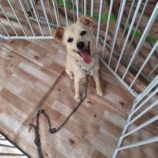 9月7日の吉岡店に参加する命こそ宝の保護犬03