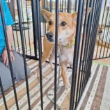 9月7日の吉岡店に参加する命こそ宝の保護犬04