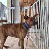 9月7日の吉岡店に参加する命こそ宝の保護犬05