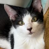 9月28日の吉岡店に参加する猫のへやの保護猫01