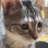 9月28日の吉岡店に参加する猫のへやの保護猫04