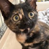 9月28日の吉岡店に参加する猫のへやの保護猫05