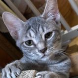 9月28日の吉岡店に参加する猫のへやの保護猫06