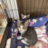 9月7日の君津店に参加する猫レンジャーの保護猫02