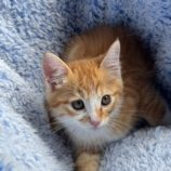 9月7日の君津店に参加する猫レンジャーの保護猫03