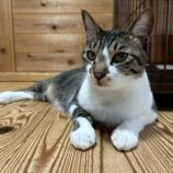 9月7日の君津店に参加する猫レンジャーの保護猫04