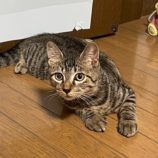 9月7日の君津店に参加する猫レンジャーの保護猫05