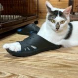 9月7日の君津店に参加する猫レンジャーの保護猫06