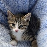 9月7日の君津店に参加する猫レンジャーの保護猫08