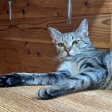 9月7日の君津店に参加する猫レンジャーの保護猫11