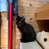 9月7日の君津店に参加する猫レンジャーの保護猫12