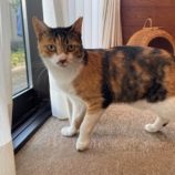 9月7日の君津店に参加する猫レンジャーの保護猫13