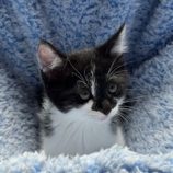 9月7日の君津店に参加する猫レンジャーの保護猫14