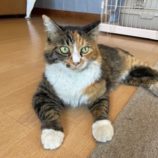 9月7日の君津店に参加する猫レンジャーの保護猫16