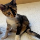 9月7日の君津店に参加する猫レンジャーの保護猫17