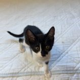 9月7日の君津店に参加する猫レンジャーの保護猫18