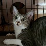 9月7日の君津店に参加する猫レンジャーの保護猫19