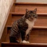 9月7日の君津店に参加する猫レンジャーの保護猫20