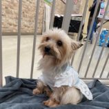 9月7日の瑞穂店に参加するDogfamの保護猫01