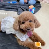 9月7日の瑞穂店に参加するDogfamの保護猫02