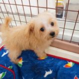 9月7日の瑞穂店に参加するDogfamの保護猫03