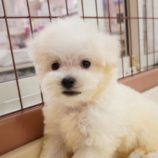 9月7日の瑞穂店に参加するDogfamの保護猫04