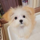 9月7日の瑞穂店に参加するDogfamの保護猫05