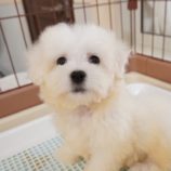 9月7日の瑞穂店に参加するDogfamの保護猫06