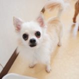 9月7日の瑞穂店に参加するDogfamの保護猫07