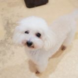 9月7日の瑞穂店に参加するDogfamの保護猫08