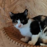 9月7日の守谷店に参加するにゃんこの大冒険の保護猫01