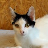 9月7日の守谷店に参加するにゃんこの大冒険の保護猫02