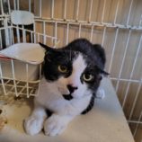 9月7日の守谷店に参加するにゃんこの大冒険の保護猫03