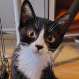 9月7日の守谷店に参加するにゃんこの大冒険の保護猫04