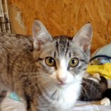 9月7日の守谷店に参加するにゃんこの大冒険の保護猫05