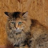 9月7日の守谷店に参加するにゃんこの大冒険の保護猫06