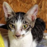 9月7日の守谷店に参加するにゃんこの大冒険の保護猫07