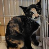 9月7日の守谷店に参加するにゃんこの大冒険の保護猫08