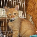 9月7日の守谷店に参加するにゃんこの大冒険の保護猫10