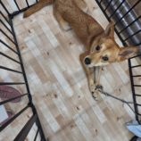 10月5日の吉岡店に参加する命こそ宝の保護犬03